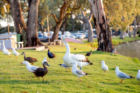 BIG4 Renmark Riverfront Holiday Park - Holiday Byron Bay 9