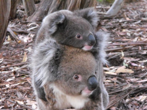 Discovery Parks - Kangaroo Island - Holiday Byron Bay 34