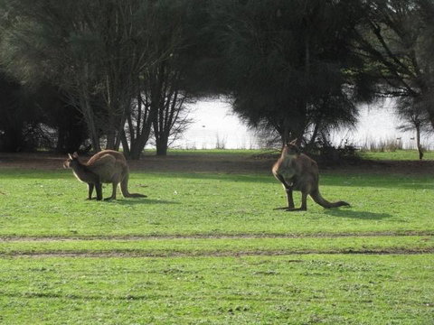 Discovery Parks - Kangaroo Island - Holiday Byron Bay 40