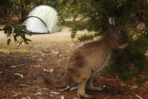 Discovery Parks - Kangaroo Island - Holiday Byron Bay 35