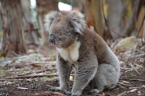 Discovery Parks - Kangaroo Island - Holiday Byron Bay 38