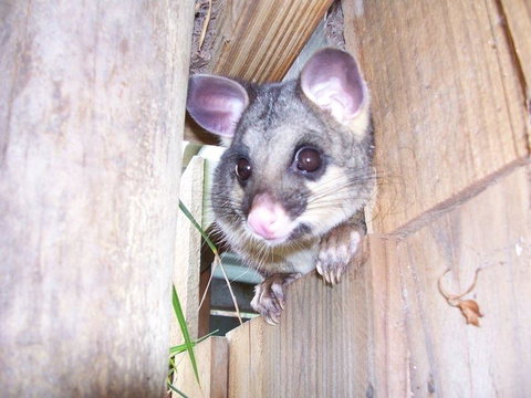 Discovery Parks - Kangaroo Island - Holiday Byron Bay 39