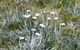 CHILL-OUT - Thredbo - thumb 36
