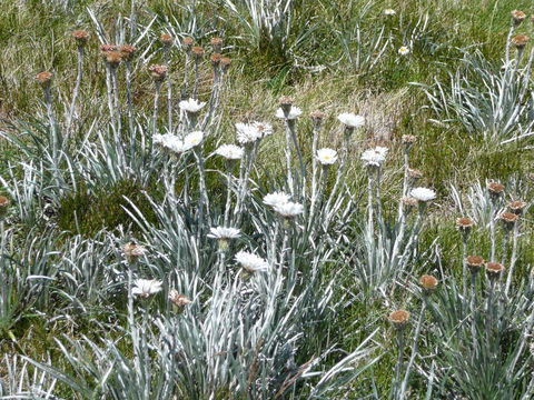 CHILL-OUT - Thredbo - Holiday Byron Bay 36