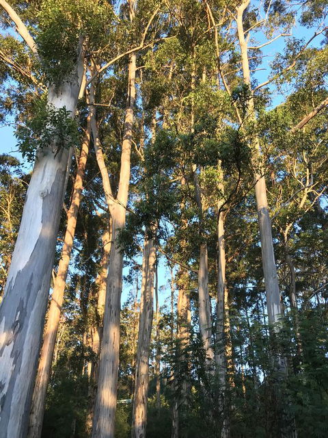 Forest Lodge Resort - Holiday Byron Bay 37