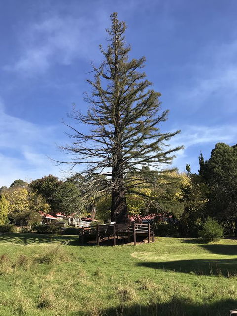 Forest Lodge Resort - Holiday Byron Bay 38