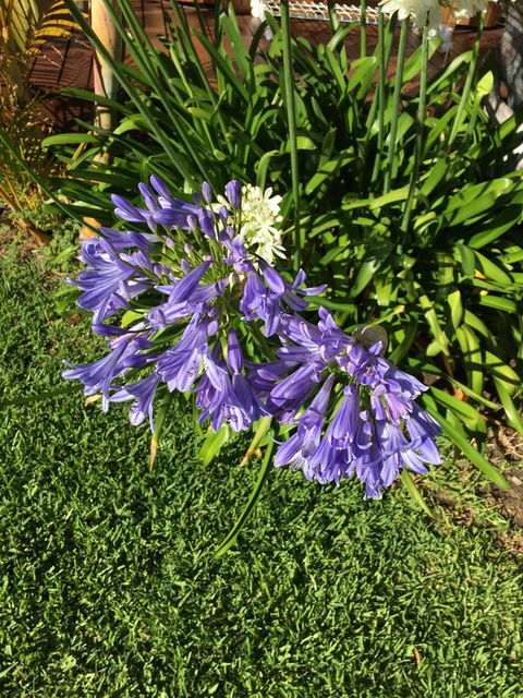 Bella Bali Gardens - Holiday Byron Bay 21