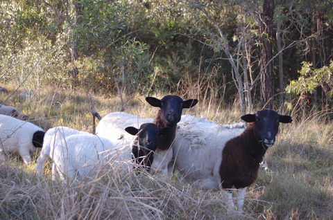 Cadair Cottages - Holiday Byron Bay 15