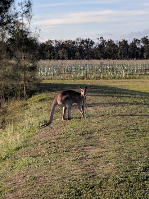 Madigan Wine Country Cottages - Holiday Byron Bay 7