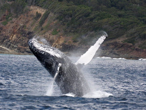 Braemar 9 - Holiday Byron Bay 8