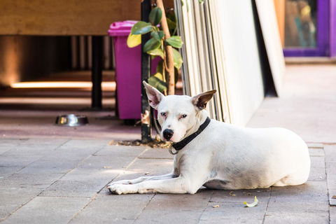 Jump Inn Alice Budget Accommodation - Holiday Byron Bay 43