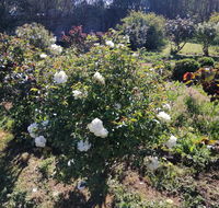 Carisbrook Country Retreat Motel - Holiday Byron Bay