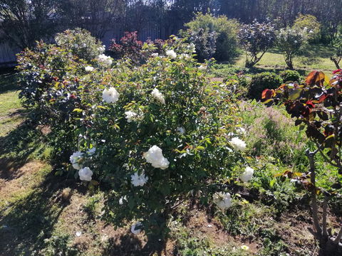 Carisbrook Country Retreat Motel - Holiday Byron Bay 0