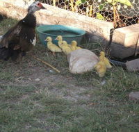 Corella Creek Country Farm Stay - Holiday Byron Bay