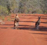 Gundabooka National Park Cottages - Holiday Byron Bay