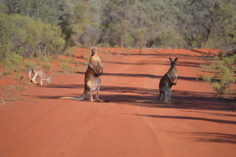 Gundabooka National Park Cottages - Holiday Byron Bay 0