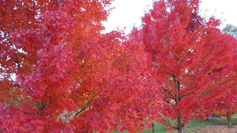 HEALESVILLE GETAWAY - Holiday Byron Bay 0