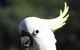 Launceston Wildlife Retreat - thumb 1