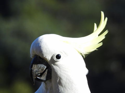 Launceston Wildlife Retreat - Holiday Byron Bay 1