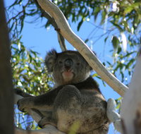 Levi Park Caravan Park - Holiday Byron Bay