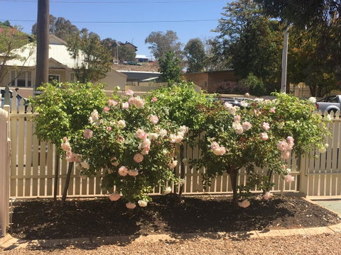 Maeville Cottage - Holiday Byron Bay 3