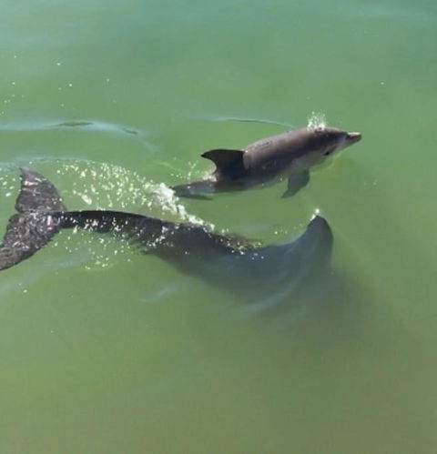 Mandurah Dolphin Escape - Holiday Byron Bay 3