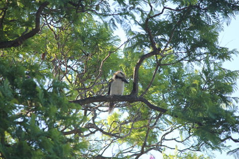 Jacaranda Hideaway Bed & Breakfast - Holiday Byron Bay 0