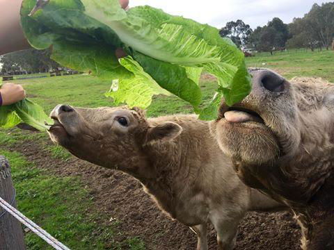 Kellers Bed And Breakfast - Holiday Byron Bay 32