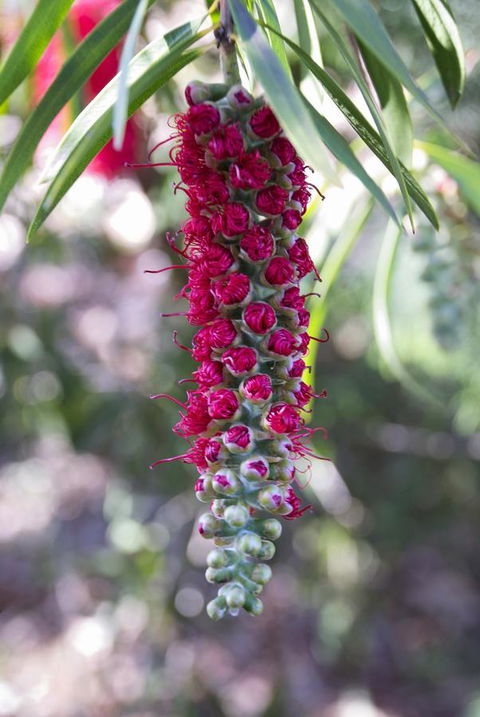 Banksia Tourist Park - Holiday Byron Bay 3