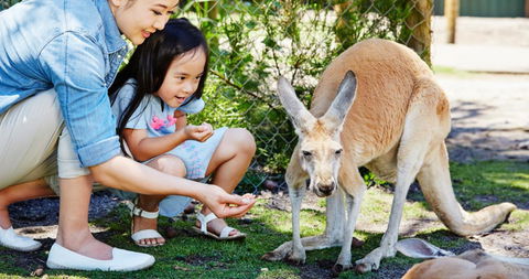 Banksia Tourist Park - Holiday Byron Bay 29