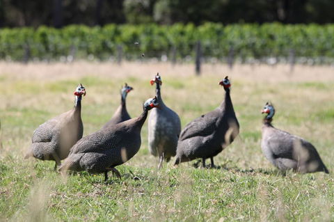 Windfall Estate Vineyard Cottage - Holiday Byron Bay 27