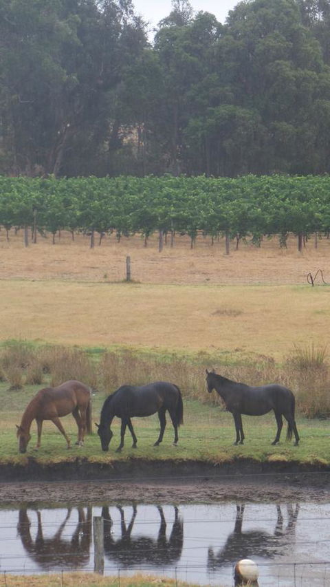 Windfall Estate Vineyard Cottage - Holiday Byron Bay 26