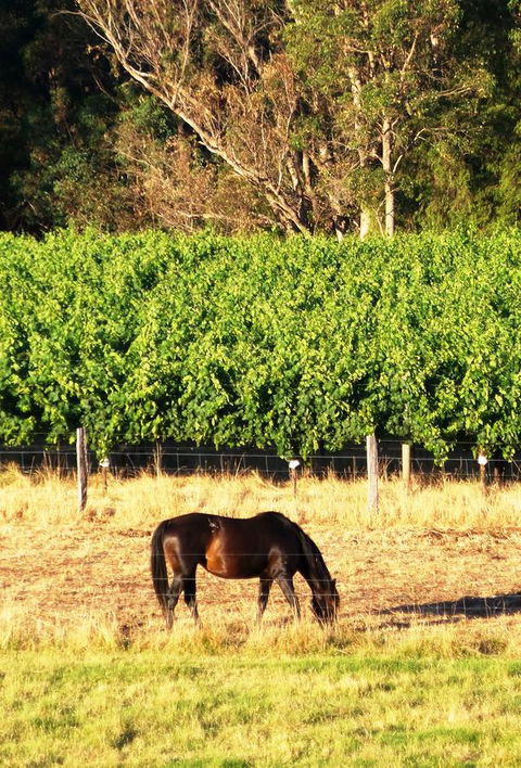 Windfall Estate Vineyard Cottage - Holiday Byron Bay 18