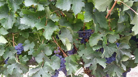 Windfall Estate Vineyard Cottage - Holiday Byron Bay 29