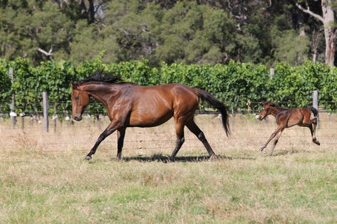 Windfall Estate Vineyard Cottage - Holiday Byron Bay 17