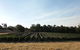 Windfall Estate Vineyard Cottage - thumb 28