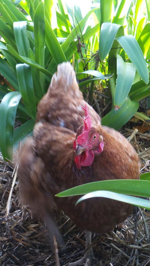 Windfall Estate Vineyard Cottage - Holiday Byron Bay 30