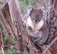 Stringybark Hills Retreat - Holiday Byron Bay
