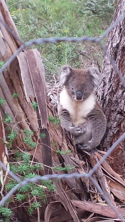 Stringybark Hills Retreat - Holiday Byron Bay 0