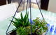 Ocean View Treetops Retreat - thumb 15