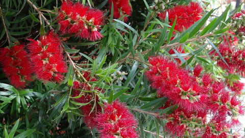 Gariwerd Motel - Holiday Byron Bay 22
