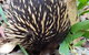The Nature Resort Villas - thumb 14