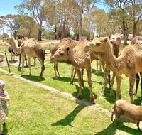 The Funny Farm - Animals / Churchhouse / Amazing Experience - Holiday Byron Bay