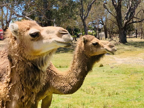 The Funny Farm - Animals / Churchhouse / Amazing Experience - Holiday Byron Bay 1