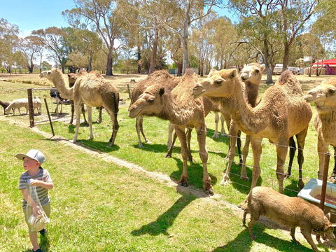 The Funny Farm - Animals / Churchhouse / Amazing Experience - Holiday Byron Bay 0