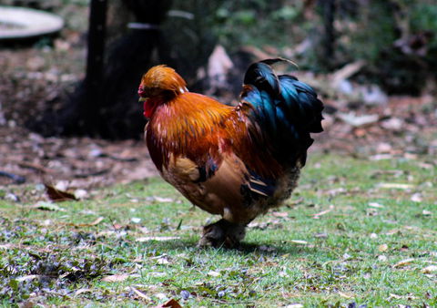 Tomah Retreat - Relax & Heal At UNWIND - Holiday Byron Bay 3