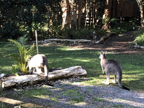 Wanderers Retreat - Holiday Byron Bay 3