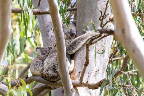 A Quiet Unit Overlooking A Reserve - Holiday Byron Bay 0