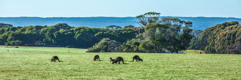 Hanson Bay Cabins - Holiday Byron Bay 23