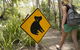 Roamer Magnetic Island Koala Park - Formerly Selina Magnetic Island - thumb 27